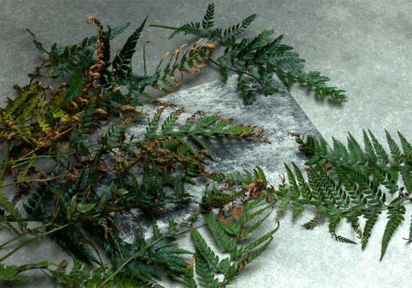 voala_botanical_kapradina